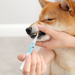 Teeth Repairing Kit For Dog